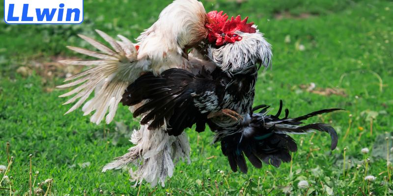 Đá gà LLWIN hợp tác với nhà cung cấp uy tín