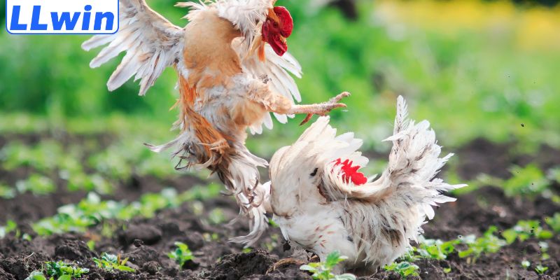 Khám phá sảnh đá gà LLWIN