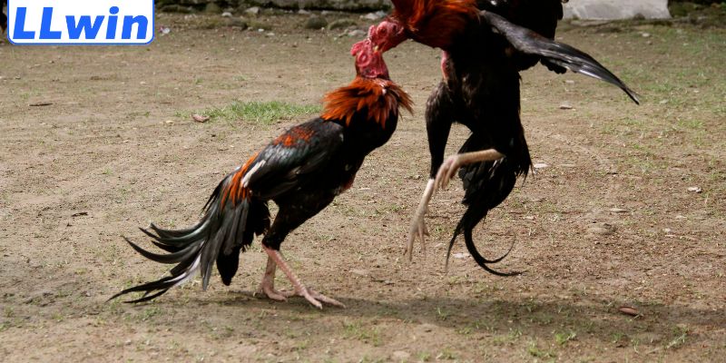 Loại chọi kê thu hút người xem nhất LLWIN